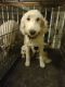 Golden Doodle Puppies for sale in Omaha, NE, USA. price: NA