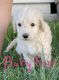 Golden Doodle Puppies for sale in Joseph City, AZ 86032, USA. price: $1,200