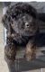Golden Doodle Puppies for sale in Chino Hills, CA, USA. price: NA