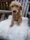Golden Doodle Puppies for sale in Rialto, CA, USA. price: NA