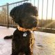 Golden Doodle Puppies for sale in Jefferson City, MO, USA. price: NA