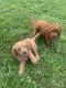 Golden Doodle Puppies for sale in Arthur, IL, USA. price: $1,500