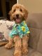 Golden Doodle Puppies for sale in Utica, MI 48317, USA. price: NA