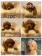 Golden Doodle Puppies for sale in Allen, TX, USA. price: $3,500
