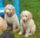 Golden Doodle Puppies for sale in Seymour, CT 06483, USA. price: NA