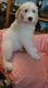 Golden Doodle Puppies for sale in Waynesville, NC 28786, USA. price: NA