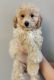Golden Doodle Puppies for sale in Independence, MO, USA. price: NA