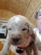 Golden Doodle Puppies for sale in Ash Grove, MO 65604, USA. price: NA