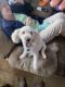 Golden Doodle Puppies for sale in Kaysville, UT 84037, USA. price: $800