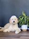 Golden Doodle Puppies for sale in Pleasant Hill, OH 45359, USA. price: NA