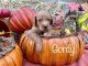 Golden Doodle Puppies for sale in Henderson, NV, USA. price: NA
