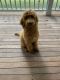 Golden Doodle Puppies for sale in Fulshear, TX, USA. price: NA