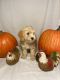 Golden Doodle Puppies for sale in 1930 N Country Club Dr, Mesa, AZ 85201, USA. price: NA