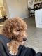 Golden Doodle Puppies for sale in Lancaster, CA, USA. price: NA