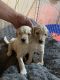 Golden Doodle Puppies for sale in Clinton Twp, MI, USA. price: $800