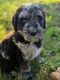Golden Doodle Puppies for sale in Rogersville, TN 37857, USA. price: NA