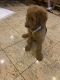 Golden Doodle Puppies for sale in Staten Island, NY, USA. price: NA