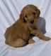 Golden Doodle Puppies for sale in Kerman, CA 93630, USA. price: $1,500