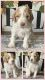 Golden Doodle Puppies for sale in Eunice, LA 70535, USA. price: NA