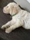 Golden Doodle Puppies for sale in Matthews, NC, USA. price: NA