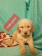 Golden Doodle Puppies for sale in Columbia, KY 42728, USA. price: $500