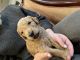 Golden Doodle Puppies for sale in Boise, ID, USA. price: $1,800