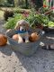 Golden Doodle Puppies for sale in Wilburton, OK 74578, USA. price: NA