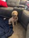 Golden Doodle Puppies for sale in Solon, OH 44139, USA. price: $700