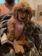 Golden Doodle Puppies for sale in Charleston, WV, USA. price: NA