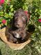 Golden Doodle Puppies for sale in Pleasant Grove, AL, USA. price: NA
