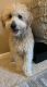 Golden Doodle Puppies for sale in Osage Beach, MO, USA. price: NA