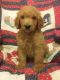 Golden Doodle Puppies for sale in Big Sandy, TX 75755, USA. price: $1,000