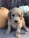 Golden Doodle Puppies for sale in Campbellsville, KY 42718, USA. price: NA