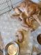 Golden Doodle Puppies for sale in Muskogee, OK, USA. price: $1,500