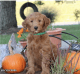 Golden Doodle Puppies for sale in New York, NY, USA. price: $2,399