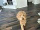 Golden Doodle Puppies for sale in Pflugerville, TX, USA. price: NA