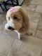 Golden Doodle Puppies for sale in Peoria, AZ, USA. price: $4,900