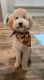 Golden Doodle Puppies for sale in Friendswood, TX, USA. price: NA