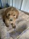 Golden Doodle Puppies for sale in Glasgow, KY 42141, USA. price: NA