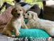 Golden Doodle Puppies for sale in Port Orchard, WA, USA. price: NA