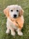 Golden Doodle Puppies for sale in Aurora, IL 60502, USA. price: $1,000
