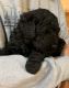 Golden Doodle Puppies for sale in Tahlequah, OK 74464, USA. price: NA