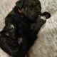 Golden Doodle Puppies for sale in Salem, AL 36874, USA. price: NA
