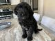 Golden Doodle Puppies for sale in Battle Creek, MI, USA. price: NA