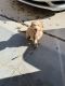 Golden Doodle Puppies for sale in Macomb Township, MI, USA. price: $1,700