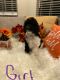 Golden Doodle Puppies for sale in Redding, CA 96002, USA. price: NA