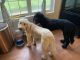 Golden Doodle Puppies for sale in Sharpsburg, GA, USA. price: NA