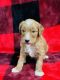Golden Doodle Puppies for sale in Fort Payne, AL, USA. price: $1,800