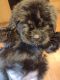 Golden Doodle Puppies for sale in 200 Old Stage Rd, Riegelwood, NC 28456, USA. price: NA