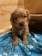 Golden Doodle Puppies for sale in Lakeland, FL, USA. price: $3,200